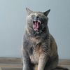 kitty_hijinks