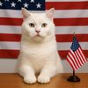 the_american_aminos