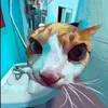 hi_hina7