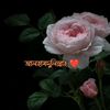 halalisalwaysbeautiful.1