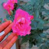 gisima33
