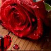 alaseel33_3