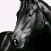 bukefal.the.horse