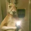 santino.romero025