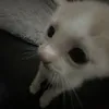 l1n1ia