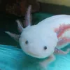 ohana.axolotl