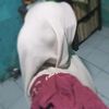 dxyhaa02
