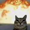 star_cat51