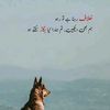 arsam938