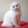 omar.8600