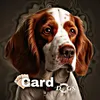 carddogs