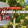 arabica.lombok