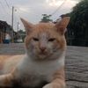 ravaze_2025