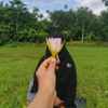adu_buri07