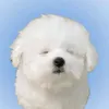 sukinamon0_
