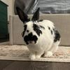 BertTheBun