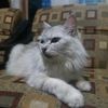dedy.kf