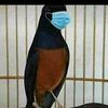 eyerehan2
