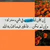 dinamohamed1122003