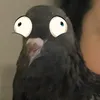 pepperpigeons