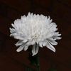 chrysanthemum