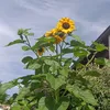 sorellona6