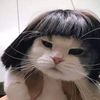 naughty_little.cat