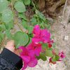 kamee2529