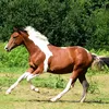 coco56238