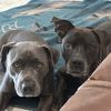 rileypit8