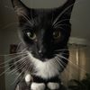 cat_ac13