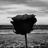 Silent Thoughts