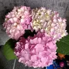valentinamocrova