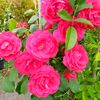 halil_esat3463