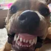 annoyingorangemhm