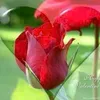 568568anh