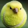 fatsigmanotbeta