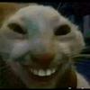 soy_un_gato_sonriente