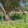 zinouroukhou