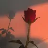 rose32209