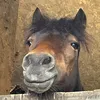 horselove985