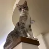catwhispererhotel