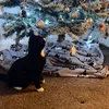 pickle_and_peanut_smell