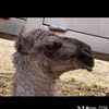 العصيمي