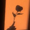 rosesforhao