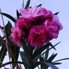 alireda123.ahmed