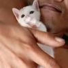 little.cat44