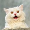 soomro.queen33