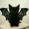okaka_evokaka