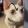 bopthecanoc